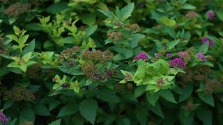 Spiraea japonica  Japanese Spirea [upl. by Eeladnerb275]