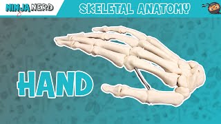 Hand Anatomy  Bones of the Hand [upl. by Rocray]