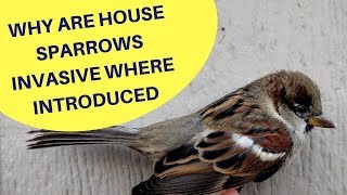 Why are House Sparrows an Invasive Species Where Introduced 2018 [upl. by Magel]