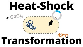 HeatShock Transformation Protocol for Bacteria [upl. by Elleneg]