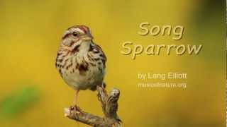 Song Sparrow [upl. by Bj]