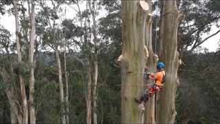 200 foot Tree Removal [upl. by Neryt]