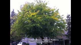 Morus alba Fruitless  Fruitless Mulberry [upl. by Ainatit]