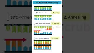 PCR mechanism [upl. by Mccormac]