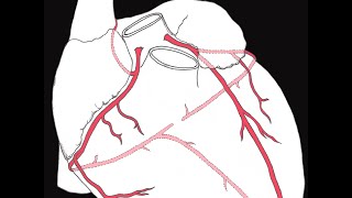 Coronary circulation of the heart [upl. by Annoya677]