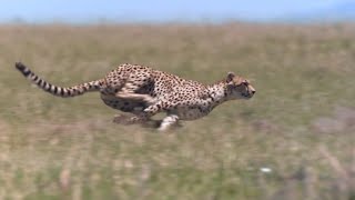 Cheetah  Chase Compilation [upl. by Sauncho391]