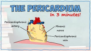 The Pericardium [upl. by Papst]