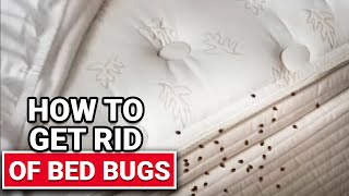 How To Get Rid of Bed Bugs  Ace Hardware [upl. by Anuahsed374]