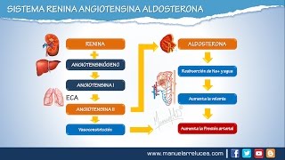 SISTEMA RENINA ANGIOTENSINA ALDOSTERONA  Morfofisiología [upl. by Gui]