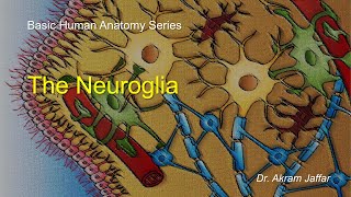 Neuroglia [upl. by Aya]