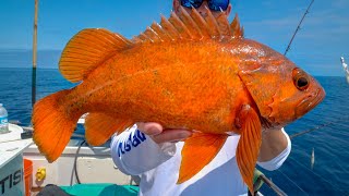 DEEP Sea California Rockfish Catch Clean Cook [upl. by Aisatna]