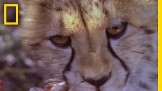 Fast and Furious  Lives of Cheetahs  National Geographic [upl. by Eraste]