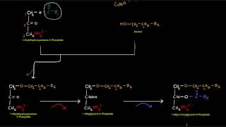 Plasmalogen Synthesis [upl. by Elleimac151]