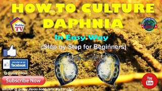 HOW TO CULTURE DAPHNIA In Easy Way [upl. by Jarrod]