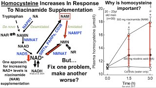 Homocysteine Increases During Aging But Can Be Reduced With Diet And Targeted Supplementation [upl. by Hsepid]