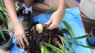 Preparing Amaryllis for Dormancy [upl. by Nedac]