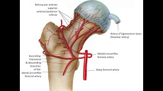 BLOOD SUPPLY OF FEMORAL HEAD IN ADULT [upl. by Philps]