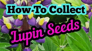 How to collect lupin seeds [upl. by Aicilanna298]