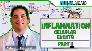 Immunology  Inflammation Cellular Events Part 2 [upl. by Nytsyrk]