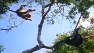 Ugandan Chimps Hunting  Life of Mammals  BBC Earth [upl. by Able]