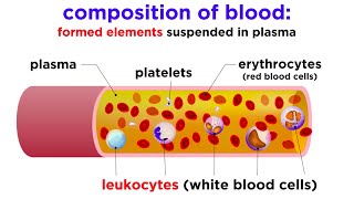 The Composition and Function of Blood [upl. by Ynnus]