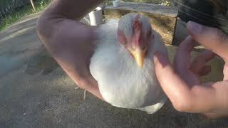 How to treat a chicken with a swollen eye Cured [upl. by Korey]