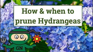 How and when to prune Hydrangeas [upl. by Oirasor]