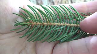 Identifying Norway spruce [upl. by Bar200]