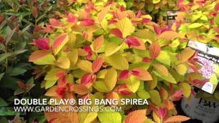 Double Play® Big Bang SPIREA [upl. by Fellner]