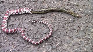 Milk Snake regurgitates an Eastern Garter Snake [upl. by Uriah236]