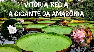 Vitóriarégia Victoria amazonica a planta aquática gigante [upl. by Ellennoj]