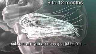 Myelination [upl. by Zzabahs]