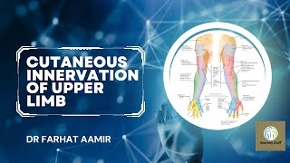 Cutaneous Innervation Of Upper Limb [upl. by Tnomal]