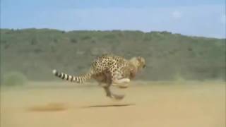 Cheetah Running Full Speed Awesome Speed [upl. by Fevre]