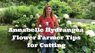 Annabelle Hydrangea Flower Farmer Tips For Cutting [upl. by Audrye247]