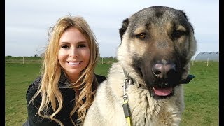 TURKISH KANGAL DOG  WOLF KILLER OR PET [upl. by Eninnaej119]