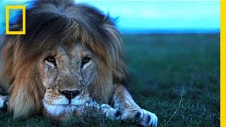 Understanding the Lives of Lions  National Geographic [upl. by Crispa]