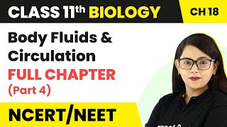 Class 11 Biology Chapter 18  Body Fluids And Circulation Full Chapter Explanation Part 4 [upl. by Alokin]