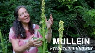 Plant Medicine Series Mullein [upl. by Batish164]