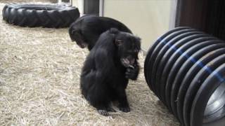 Chimpanzee Vocalizations [upl. by Cichocki681]